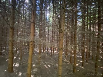 Lesní pozemek a pozemek ostatní plocha Horní Lánov - 8