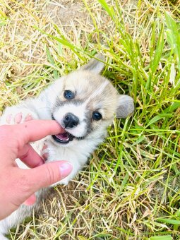Welsh corgi pembroke s PP (FCI) - 8