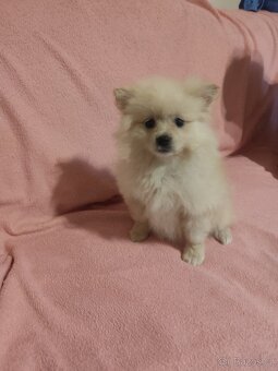 Špic pomeranian štěňátka - 8