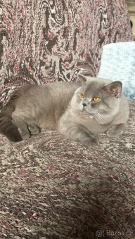 Krasna britská kratkosrstna koťata - 8