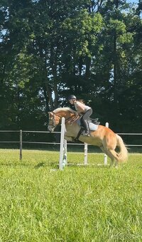 Prodám haflinga - 8