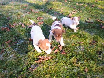 Jack Russel - 8