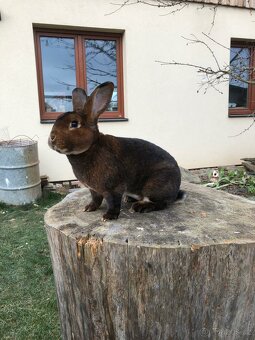 Prodám samce a samici plemene kastorex - 8