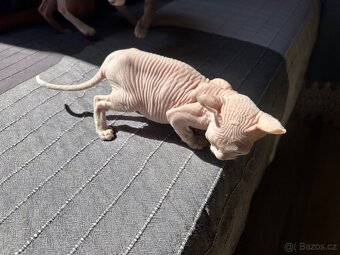 Kočička Sphynx - Elf - 8