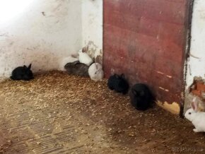 Prodám králíky samice i samce - 8