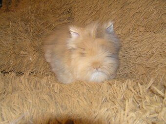 Teddy králíčci nádherná mláďata - 8