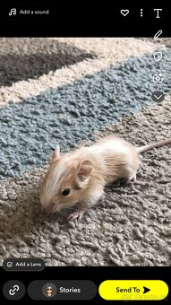 Osmák degu - 8