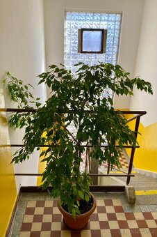 Jednolůžkový pokoj České Budějovice - 8