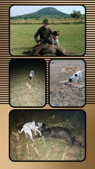 Auvergne Hound - puppies - 8