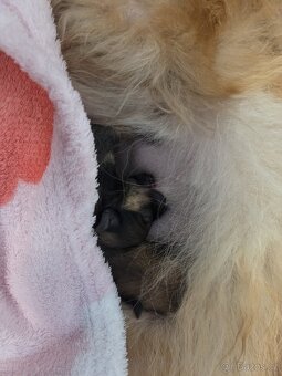 Přijímáme rezervace na štěňata pomeraniana - 8