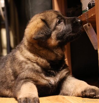 Německý ovčák štěňata s PP ❤️ - 8