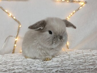 Minilop - zakrslý  králíček, beránek - 8