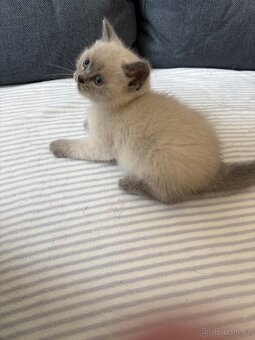 Britský kocourek - 8