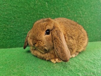 Zakrslý beránek - 8