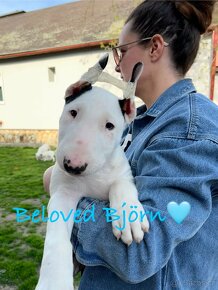 Bullterrier (anglický bullterrier, bullterier, bulterier) - 8