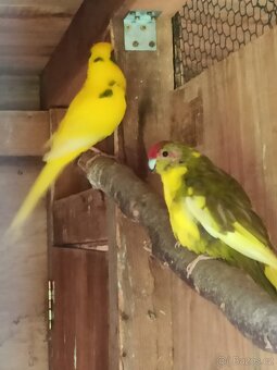 Kakariki chovné páry - 8