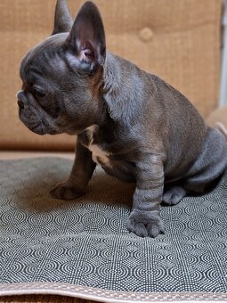 Francouzský buldoček - 8