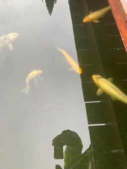 Koi kapři a jeseteři - 8