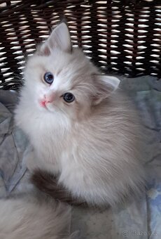 Koťátka ragdoll s PP - 8