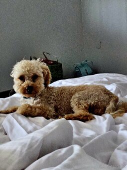 Nabizim ke kryti maltipoo bez pp - 8