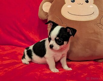 Čivava krátkosrstá s PP - 8