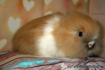 Zakrslí králíčci Teddy s VP_(Vánoční miminka)-doprava po ČR - 8