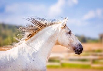 Na prodej španělský PRE hřebec - 8