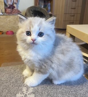 Ragdoll koťata s PP - 8