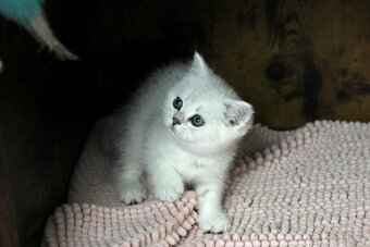 Briska kočička silver saded - 8