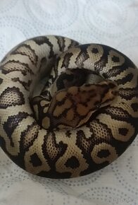 Krajta královská mláďata ze spojení Spotnose pastel clown - 8