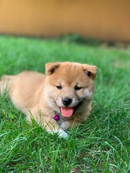 Shiba inu - 8