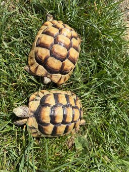 Želva Vroubená 🐢 Testudo Marginata nz.2022 - 8