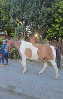 Šampion, huculská klisna, hucul, strakatá, tobiano - 8