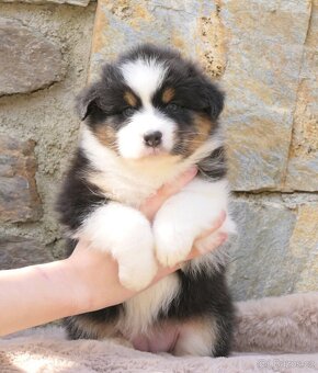 Australský ovčák s PP - 8