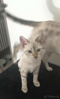 Bengálská kočka, koťata, kocourek 🐆 - 8