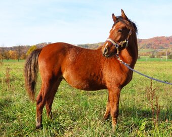 Roční klisnička na prodej - 8