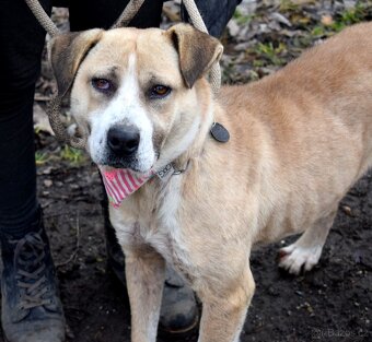GEBBY K ADOPCI - přátelská, milá, aktivní - 8