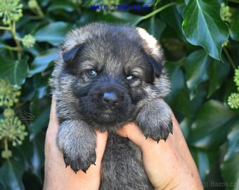 Německý ovčák -Štěnata s PP (FCI) - 8