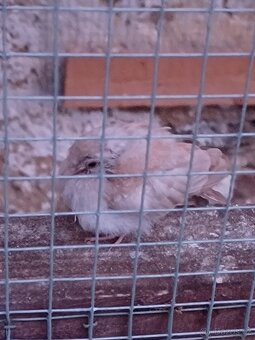 Holoubek diamantovy - 8