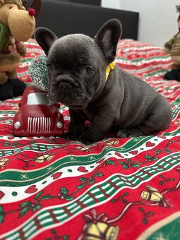 Francouzský buldoček - 8