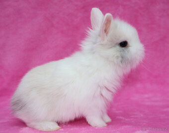 Zakrslý krátkouchý králíček lvíček . Sameček - 8