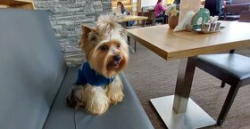 Jorkšírsky teriér, krytí Ne na prodej - 8