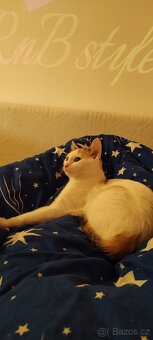 Darují Kočičku - 8