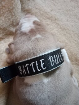 American Bully POCKET/Standard TOP krevní linie - 8