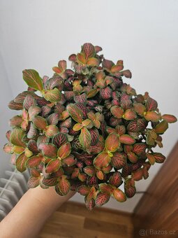 Dekorace do terárií - 8