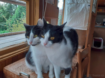 MACINKA + ROZÁRKA. Hledají společný domov - 8