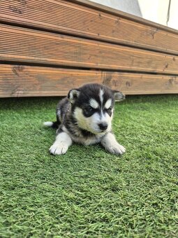 Sibiřský Husky - štěně - 8