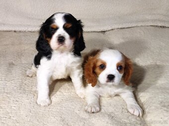 Kavalír king Charles španěl - 8