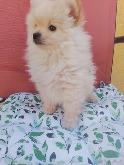 Pomeranian špic - 8