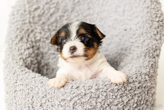 Biewer a Biro Yorkshire Terrier s PP, Jorkšír terier s PP - 8